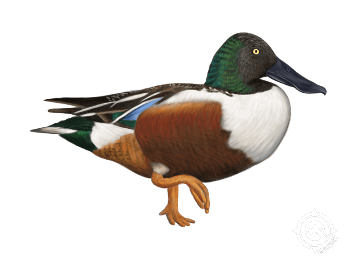 Northern Shoveler