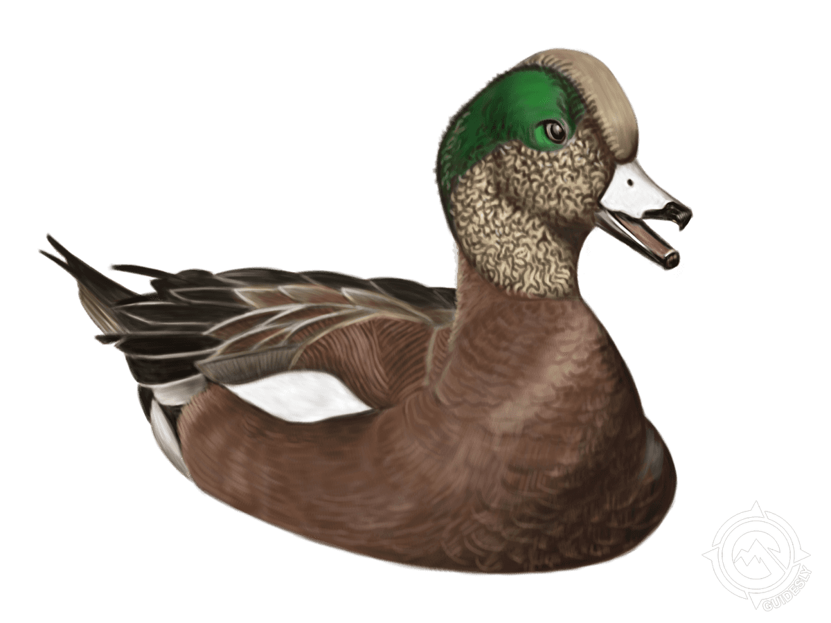 American Wigeon