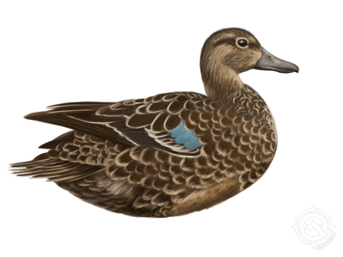 Blue-winged Teal
