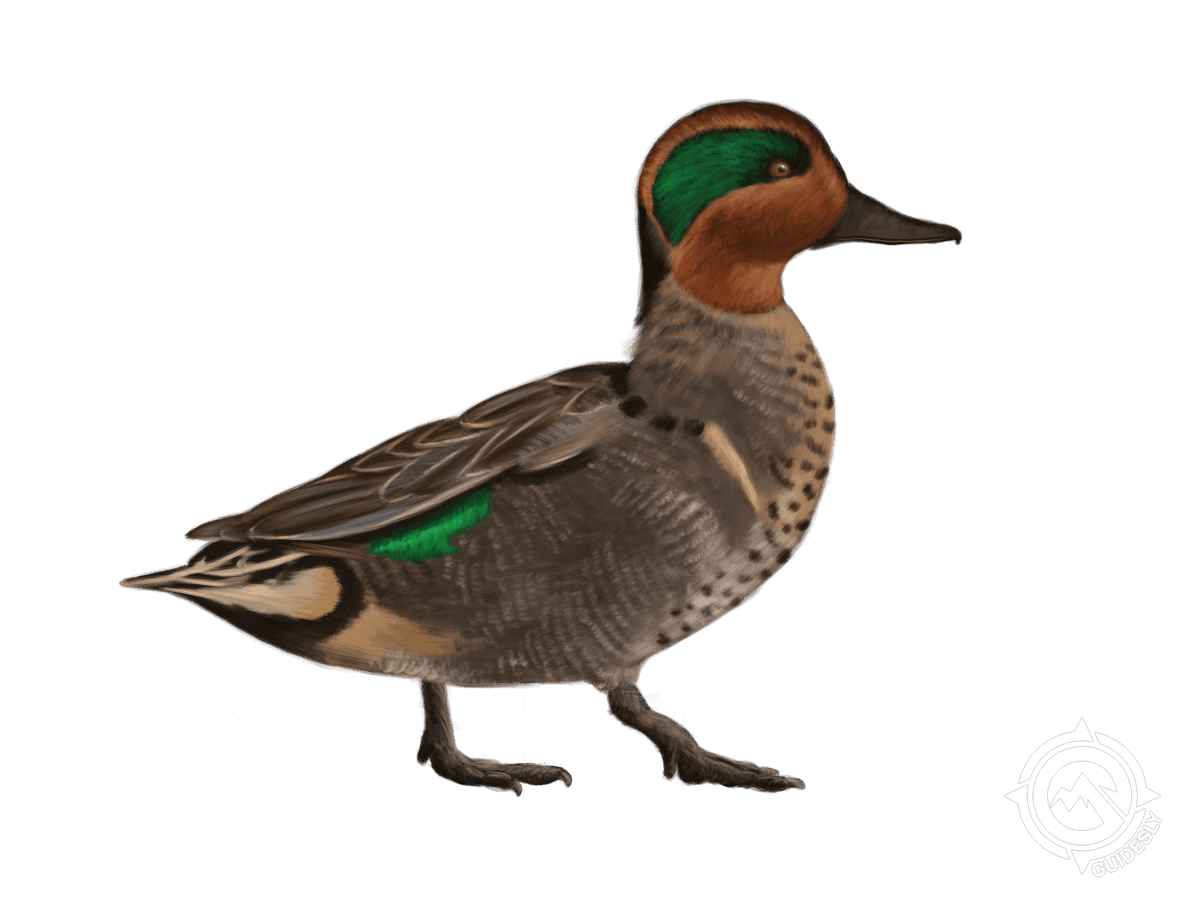 Green-winged Teal